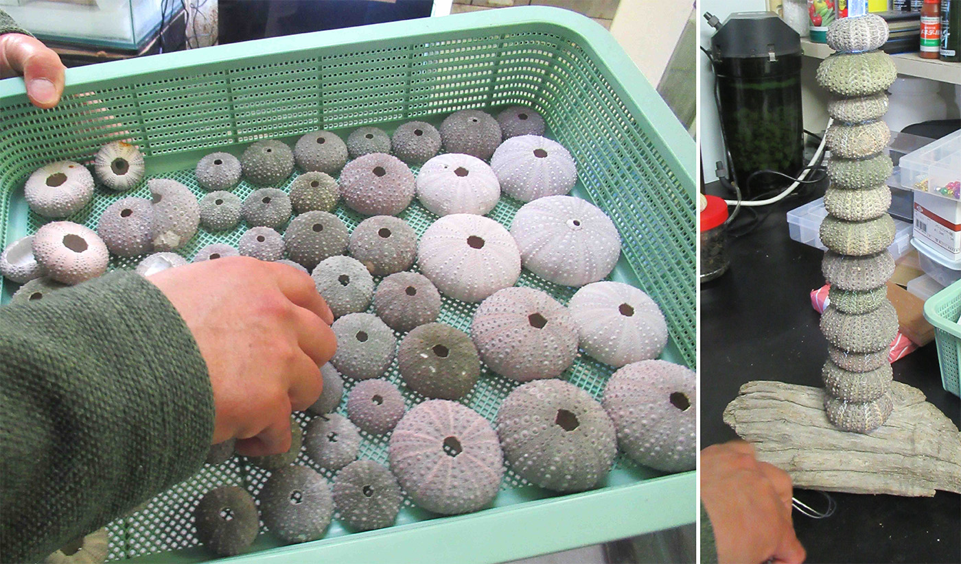 tanabe_キャベツウニ2