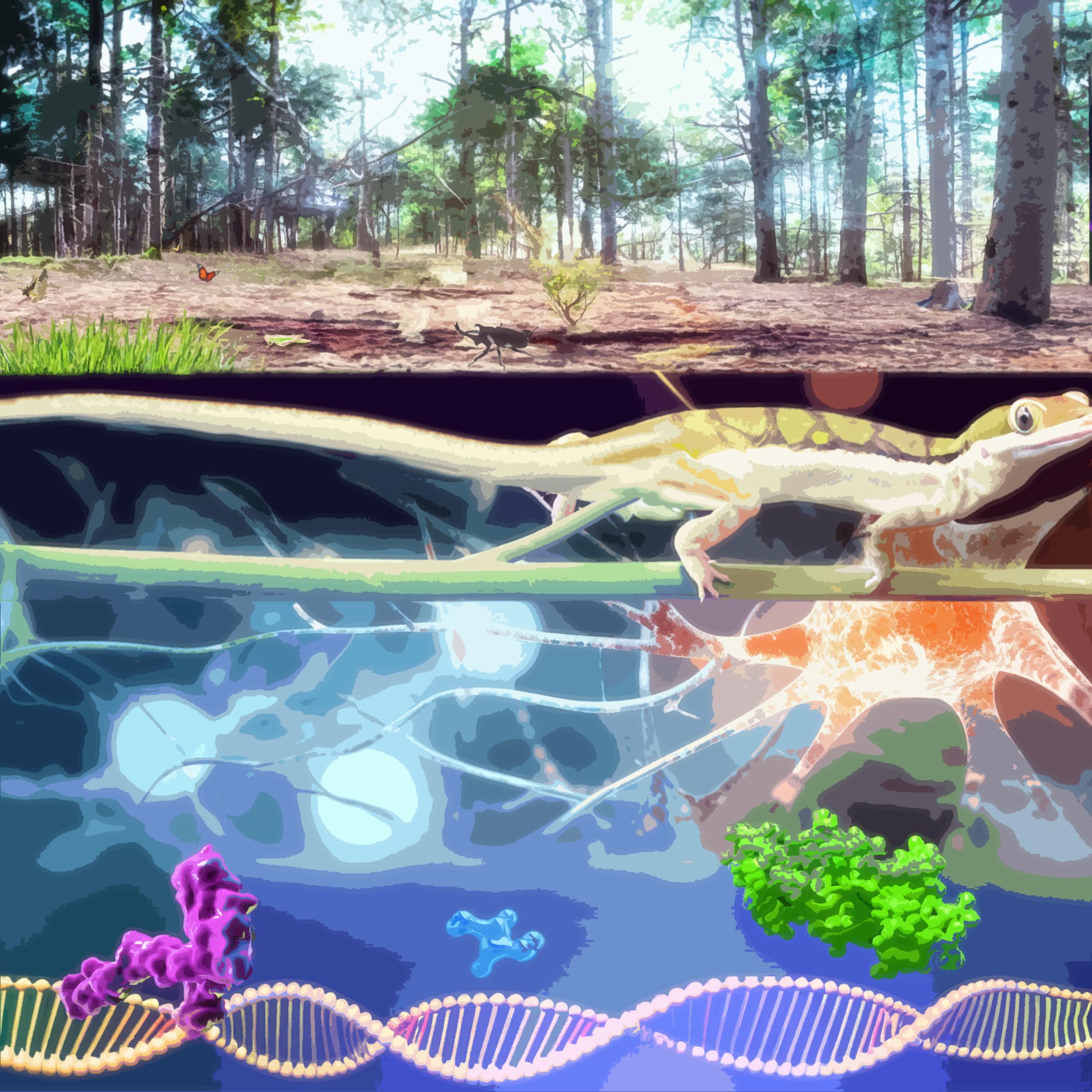 II.多様性進化学研究部門